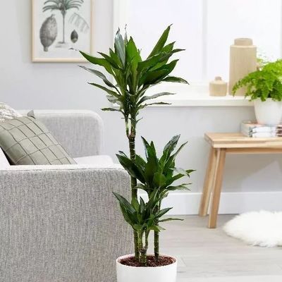 家居装饰植物选什么好？骆丹给你支个招！